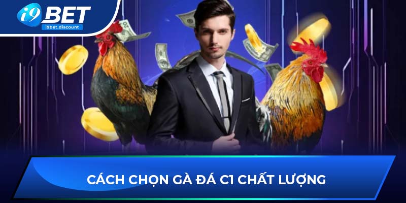 Cách chọn gà đá C1 chất lượng