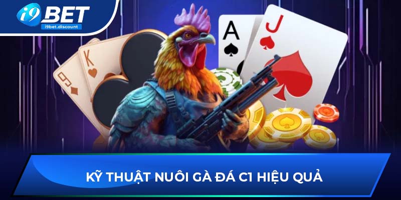 Kỹ thuật nuôi gà đá C1 hiệu quả