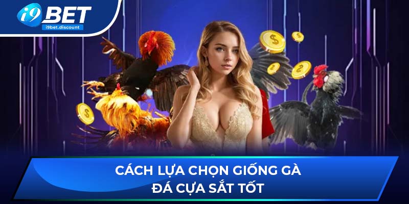 Cách lựa chọn giống gà đá cựa sắt tốt